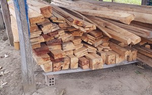 Vụ 149 cây gỗ bị cưa hạ ở Gia Lai: Người dân về lấy gỗ về làm nhà?