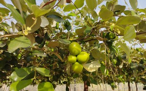 Trồng trong nhà lưới cho táo ngon, Hội Nông dân Bình Thuận giải ngân 500 triệu đồng vốn cho nông dân