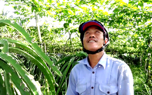 Một anh nông dân Tiền Giang cho cây thanh long "chung chạ" với cây gấc, không bất hòa mà cây nào cũng ra trái bự