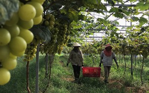 UBND tỉnh Nghệ An-Hội Nông dân tỉnh sơ kết công tác phối hợp: Hỗ trợ nông dân làm giàu từ nông nghiệp