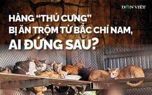 Hàng “thú cưng” bị ăn trộm từ Bắc chí Nam, ai đứng sau? (Bài 2)