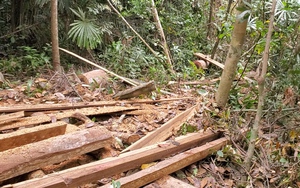 Video: Hiện trường gỗ cổ thụ bị "xẻ thịt" ngay trong rừng phòng hộ Bình Định