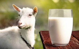Clip: Quy trình vắt sữa dê hiện đại và chế biến sản phẩm từ sữa dê