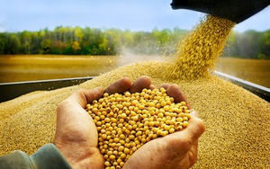 Phải mua 2 loại hạt nhiều nhất thế giới, Trung Quốc chính thức trồng ngô biến đổi gen làm thức ăn chăn nuôi