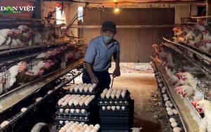 Nuôi loại gà siêu đẻ, anh nông dân nhặt hơn 18.000 quả trứng mỗi ngày