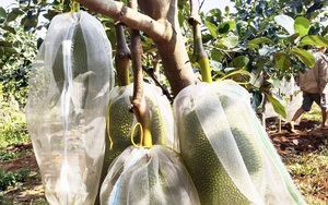 Giá mít Thái hôm nay 23/3: Cao nhất là 44.000 đồng/kg, cây mít Thái vàng lá, còi cọc khắc phục thế nào?