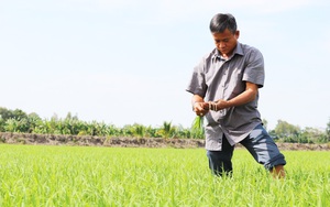 Bộ Công Thương nói trồng lúa lãi 100%: Lội ruộng nghe nông dân ĐBSCL nói thực hư thế nào?