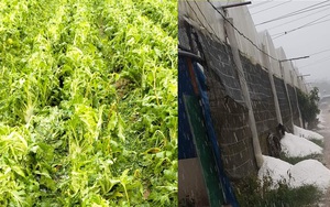 Hơn 52ha rau màu của người dân bị hư hại sau trận mưa đá ở Lâm Đồng: Sẽ có phương án hỗ trợ 