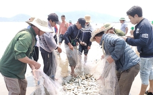 Hà Tĩnh: Nghề kéo lưới rùng để khai thác hải sản cho lợi nhuận cao, tới 1,8 triệu mỗi người một ngày