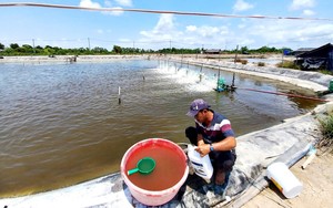 Nuôi cá đặc sản thơm ngon nức tiếng ở mé sông Xoài Rạp, anh nông dân Sài Gòn thu 7 tỷ/vụ