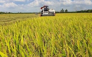 Ngân hàng Nhà nước chỉ đạo đẩy mạnh cho vay thu mua lúa, gạo