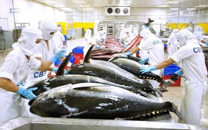 Một loài cá của Việt Nam có gì hấp dẫn mà Hàn Quốc tăng mua tới 525%?