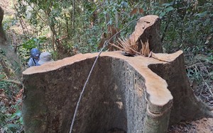Vụ cây cổ thụ bị "xẻ thịt" giữa rừng phòng hộ Bình Định: "Cán bộ sai đến đâu, xử lý đến đấy"