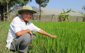 Trồng lúa ở Ninh Thuận kiểu gì để có gạo ngon, năng suất tăng, nông dân tăng thu nhập, giảm nghèo?