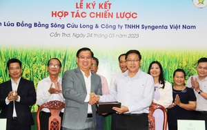 Viện Lúa ĐBSCL hợp tác với Công ty Syngenta Việt Nam nghiên cứu tìm ra giống lúa thuần chất lượng