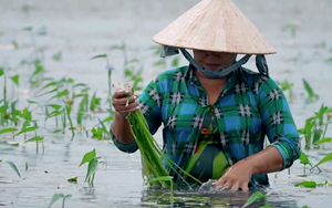 Tạo lũ giả trồng cỏ dại làm rau sạch, anh nông dân vùng Đồng Tháp Mười ở Long An lời gấp 6 lần sạ lúa