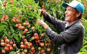 Một huyện của tỉnh Hải Dương gửi 1.000 lá thư mời các doanh nghiệp đến mua một thứ trái cây đặc sản