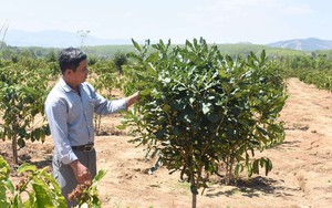 Cho cây ra trái &quot;nữ hoàng quả khô&quot; chung vườn với cà phê, nông dân Kon Tum &quot;ăn chắc mặc bền&quot;