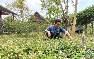 Chuyển đổi cơ cấu cây trồng giúp giảm nghèo ở huyện miền núi Đông Giang của Quảng Nam
