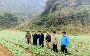 Nông dân xã Phong Quang ở Hà Giang khá giả lên nhờ trồng rau, hoa quả; trồng mía đường xuất khẩu