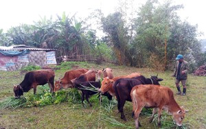 Thừa Thiên Huế: Thịt bò vàng A Lưới được Cục Sở hữu trí tuệ cấp chứng nhận bảo hộ quốc gia