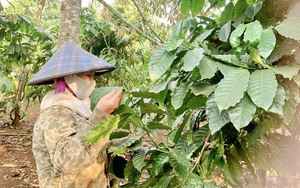 Nông dân 25 năm trồng cà phê tiết lộ bí quyết bón phân cây xanh tốt, quả chi chít lại chắc hạt