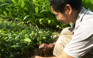 Một ông nông dân Quảng Nam thu hàng trăm triệu với mô hình làm giàu là ươm cây giống