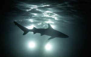 Thái Lan: Du khách &quot;xua đuổi&quot; cá mập khỏi Vịnh Maya