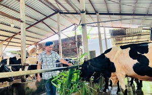 TP.HCM: Đến xã nuôi 8.000 con bò sữa mà không thấy mùi hôi, phân bò đem tái chế không đủ bán