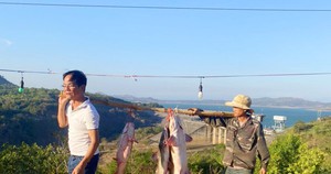 Gia Lai: Bắt được cá lăng đuôi đỏ khủng dài hơn 1,5 mét nặng tới 20kg trên sông Sê San