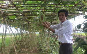 Bắc Ninh: Nông dân Tiên Du nhanh khá giả, có hộ xây nhà tiền tỷ nhờ những mô hình trồng trọt, chăn nuôi này