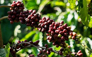 Giá cà phê trở lại xu hướng suy yếu, cà phê nội quay đầu giảm 300 đồng/kg