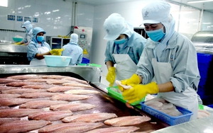 Xuất khẩu quý 1/2023 giảm tới 29%, thủy sản Việt Nam đang phải canh tranh gay gắt với những nước nào?