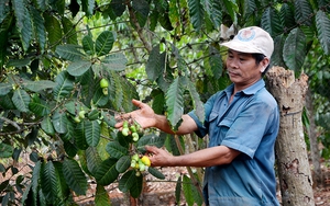 Thứ cây này ở Bà Rịa-Vũng Tàu ra trái lác đác, đã thế giá bán lìu tìu, có nhà chả buồn nhặt hạt