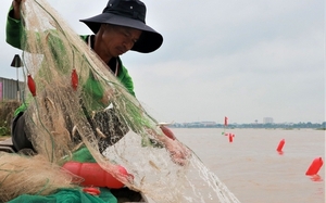 Dòng sông Cổ Chiên nổi tiếng đất Vĩnh Long, dân bơi thuyền tung lưới lùa bắt thứ "cá nhà nghèo" làm đặc sản