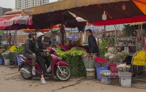 Hoa loa kèn rợp phố Hà Nội, giá giảm một nửa, khách vẫn thờ ơ