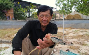 Nuôi “tiểu khủng long” trên đồi cát nắng chang chang, nông dân Ninh Thuận có thu nhập &quot;khỏe re&quot;