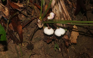 Loài tỏi lạ phát hiện tại Thừa Thiên Huế là thực vật mới của thế giới 