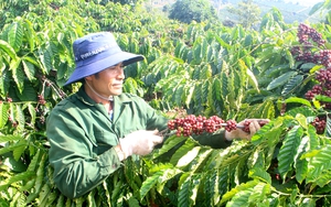 Phó Chủ tịch Hội Nông dân Việt Nam: Muốn thành lập các chi hội nghề nghiệp trồng cà phê sạch
