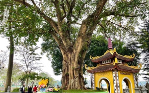 Chuyện về "lai lịch" đặc biệt của cây bồ đề trong chùa Trấn Quốc