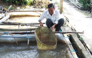 Nuôi thành công giống cá suýt ngấp nghé tuyệt chủng, nông dân một ấp ở Tiền Giang thu tiền tỷ
