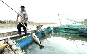 Video: Giữa sông Gianh nổi tiếng đất Quảng Bình, chợt thấy dân làng Cồn Sẻ xúc lên toàn cá chẽm 5kg