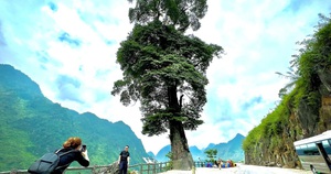Ở Hà Giang có một trong những "cây cô đơn" đẹp nhất Việt Nam có tuổi đời 250 năm, 5 người ôm không xuể