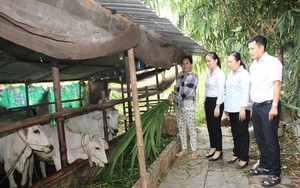 Nông dân An Giang có thu nhập tốt hơn nhờ dùng tiền vay ưu đãi từ Ngân hàng CSXH đầu tư nuôi bò 