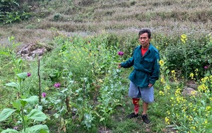 Lai Châu: Phát hiện 2 vụ lén lút trồng cây thuốc phiện