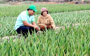 Liên kết trồng cây nha đam với doanh nghiệp, nhiều nông dân Ninh Thuận thoát nghèo