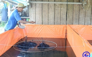 Tiền Giang: Dựng bồn nuôi lươn không bùn dày đặc, anh nông dân lãi lớn