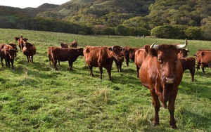 Vinamilk sẽ bán thịt bò tự nuôi từ năm 2024