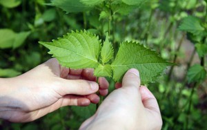 Trồng loại rau không cần chăm cũng lớn, 3 nghìn một mớ ở chợ Việt xuất sang Nhật đếm lá ra tiền