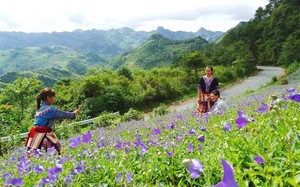 Cát cánh là cây gì mà hoa nở đẹp như phim, khổ là dân nơi này ở Lào Cai trồng không biết bán cho ai?